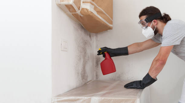 Professional Mold Cleanup technician working in Clinton, NY