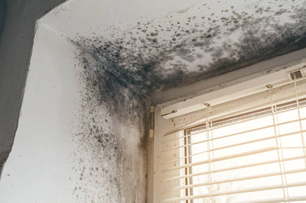 Affordable Mold Cleanup solutions in Clinton, NY